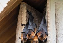 Dơi bay vào nhà