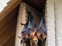 Dơi bay vào nhà