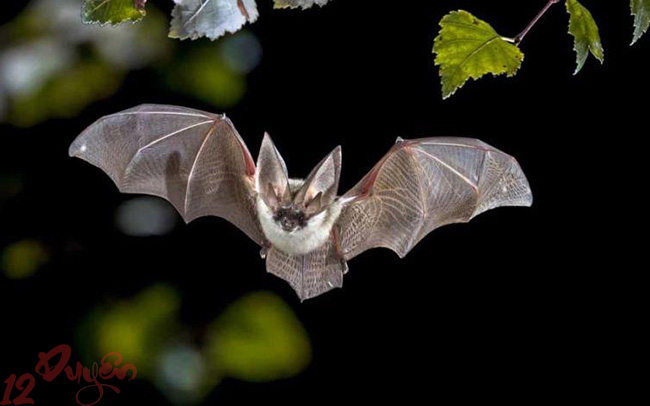 Dơi bay vào phòng ngủ 1