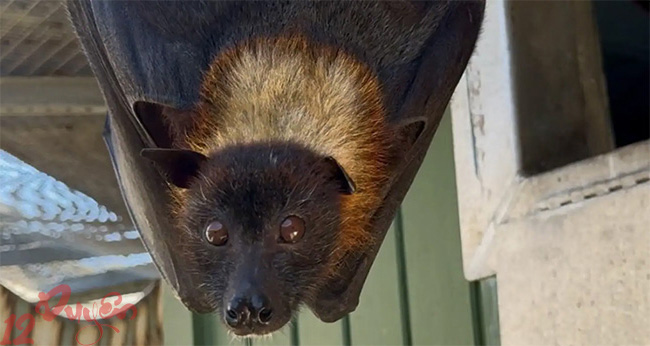 Dơi bay vào phòng ngủ 2