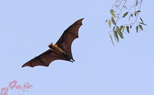 Dơi bay vào phòng ngủ 3