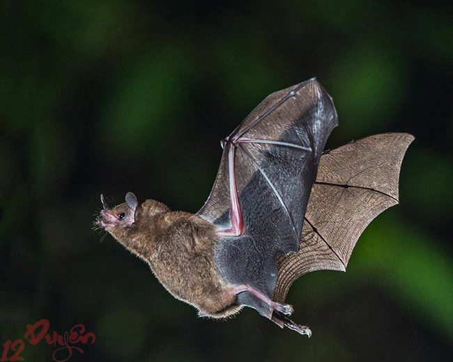 Dơi bay vào phòng ngủ 4