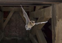 Dơi bay vào phòng ngủ là điềm gì? Lành hay dữ? Cách hóa giải Dơi bay vào phòng ngủ