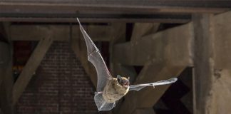 Dơi bay vào phòng ngủ