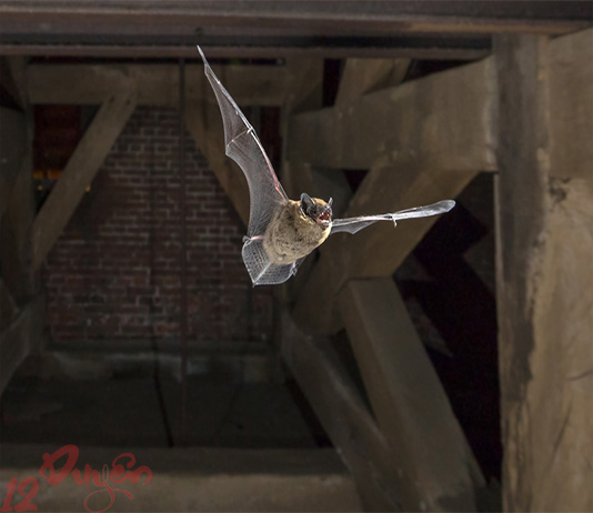 Dơi bay vào phòng ngủ