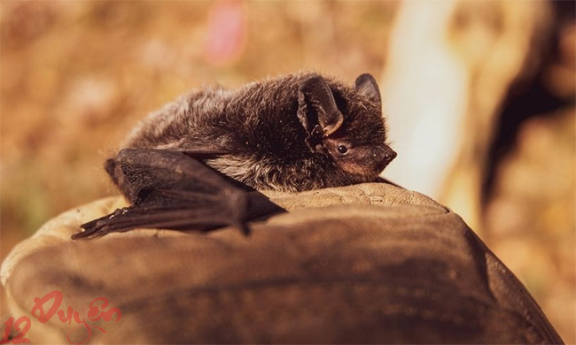 Dơi chết trong nhà là điềm gì 1