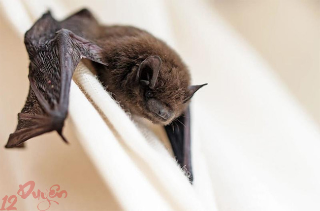Dơi chết trong nhà là điềm gì 2