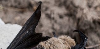 Dơi chết trong nhà là điềm gì?