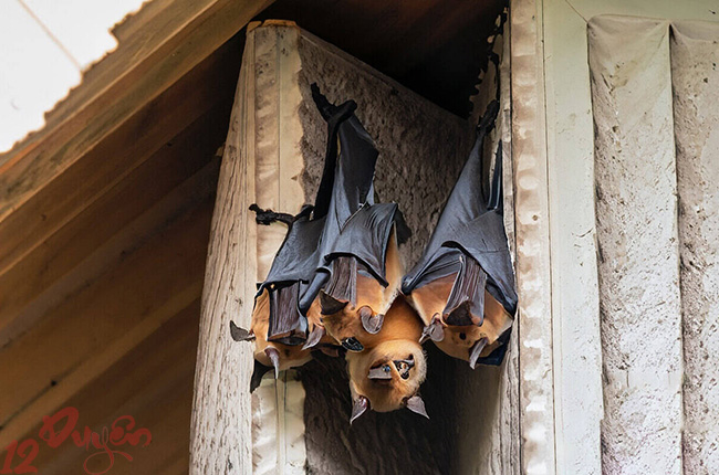 Dơi đậu trước cửa nhà là điềm gì 1