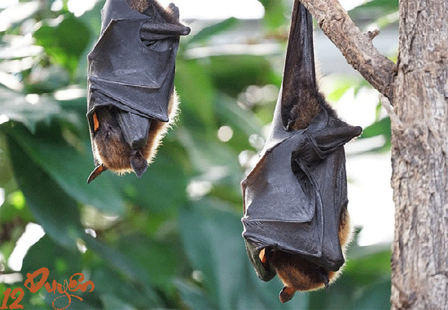 Dơi đậu trước cửa nhà là điềm gì 2