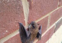 Dơi đậu trước cửa nhà là điềm gì? Lành hay dữ, Nên làm gì? Dơi đậu trước cửa nhà là điềm gì?