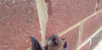 Dơi đậu trước cửa nhà là điềm gì?