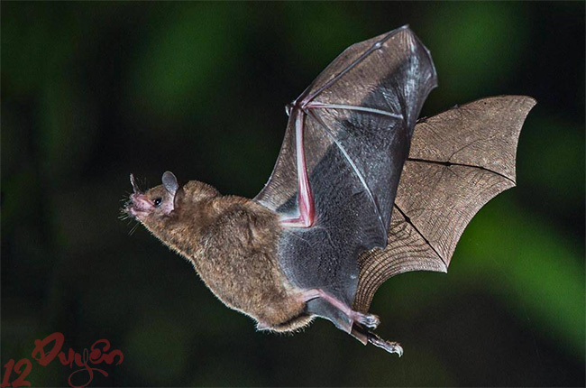 Dơi đen lượn quanh nhà 1