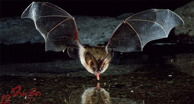 Dơi đen lượn quanh nhà 2