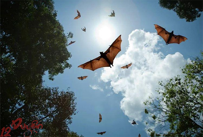 Dơi đen lượn quanh nhà 3