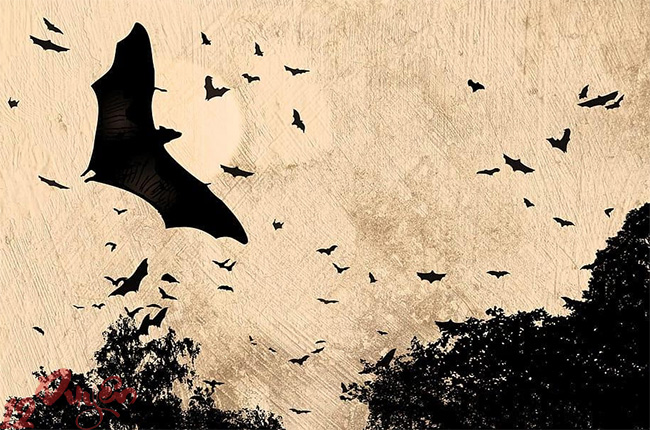 Dơi đen lượn quanh nhà 4