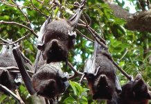 Dơi đen lượn quanh nhà có sao không?