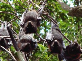 Dơi đen lượn quanh nhà có sao không?