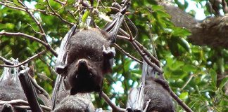 Dơi đen lượn quanh nhà có sao không?