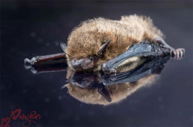 Dơi dị tượng 1