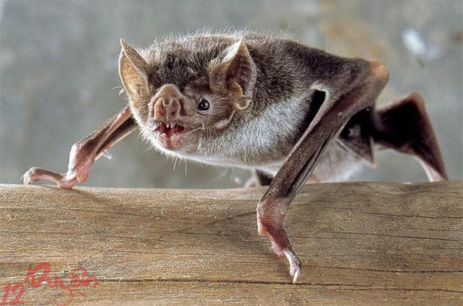 Dơi dị tượng 2