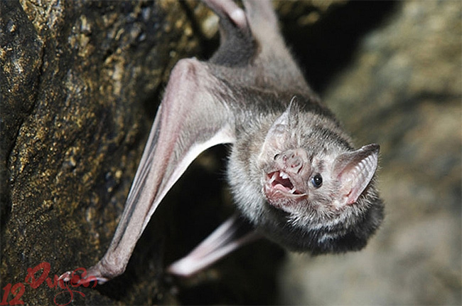 Dơi dị tượng 3