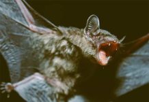 Dơi một mắt, dơi cụt cánh – Dị tượng kinh dị hay linh dị? Dơi dị tượng