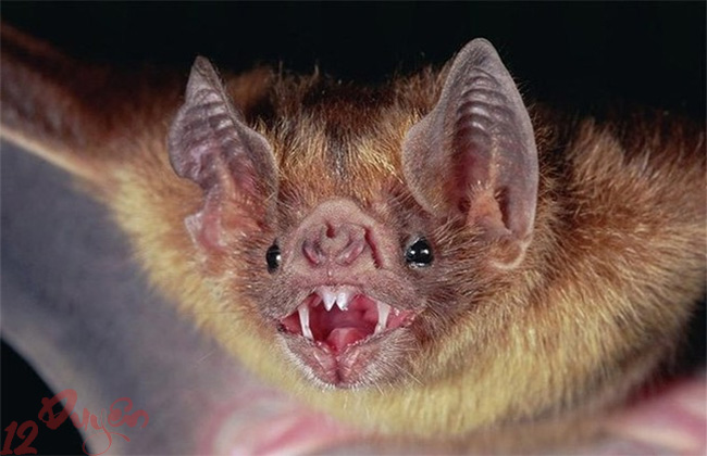 Dơi đỏ điểm báo gì 2
