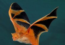 Dơi đỏ – Biểu tượng hiếm gặp trong tâm linh mang điềm gì? Dơi đỏ điểm báo gì