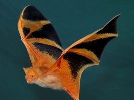 Dơi đỏ điểm báo gì