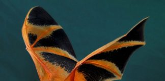 Dơi đỏ điểm báo gì