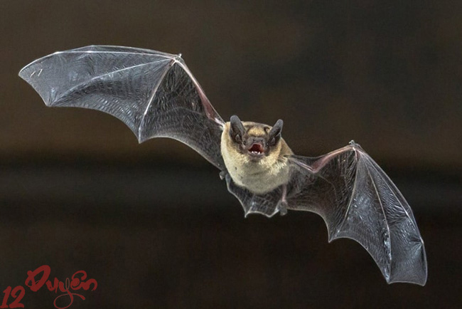 Dơi làm tổ trong nhà báo hiệu điều gì 2