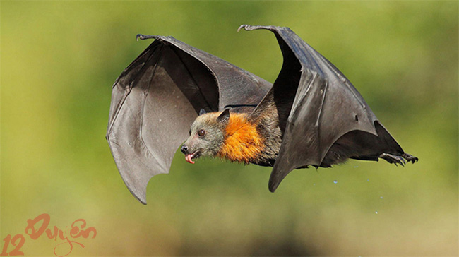 Dơi làm tổ trong nhà báo hiệu điều gì 3