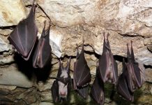 Dơi làm tổ trong nhà báo hiệu điều gì? Tín hiệu từ cõi vô hình Dơi làm tổ trong nhà báo hiệu điều gì?
