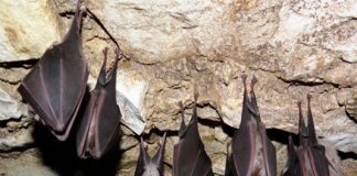 Dơi làm tổ trong nhà báo hiệu điều gì?