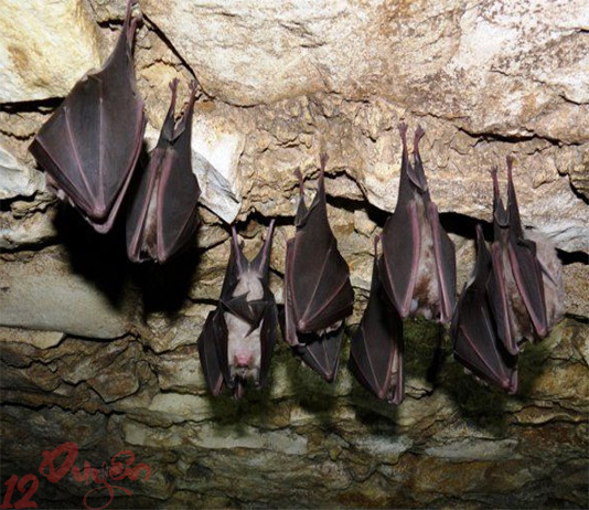 Dơi làm tổ trong nhà báo hiệu điều gì?