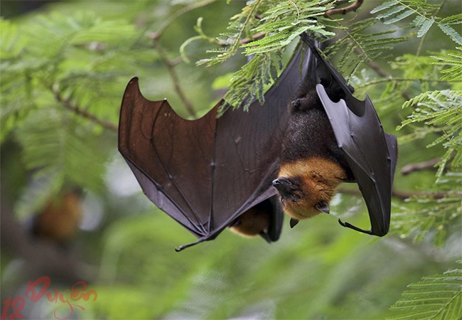 Dơi theo người về nhà là điềm gì 1