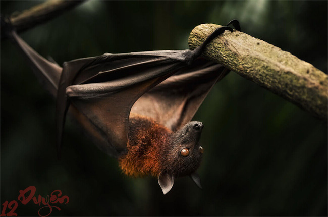 Dơi theo người về nhà là điềm gì 2