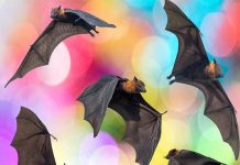 Dơi theo người về nhà là điềm gì? Lời nhắn từ cõi vô hình? Dơi theo người về nhà là điềm gì?