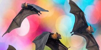 Dơi theo người về nhà là điềm gì?