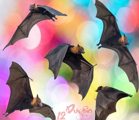 Dơi theo người về nhà là điềm gì?