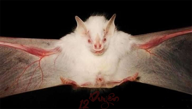 Dơi trắng bay vào nhà là điềm gì 2