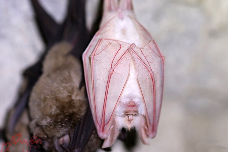 Dơi trắng bay vào nhà là điềm gì 3