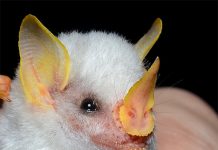 Dơi trắng bay vào nhà là điềm gì?