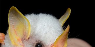 Dơi trắng bay vào nhà là điềm gì?