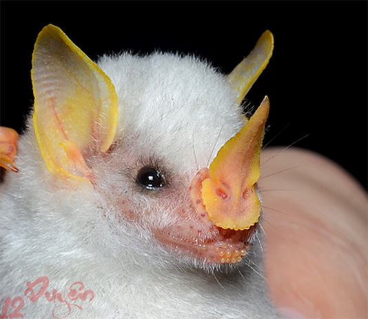 Dơi trắng bay vào nhà là điềm gì?