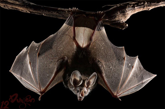 Dơi trong nghi lễ người dân tộc vùng cao 1