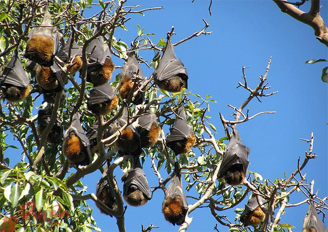 Dơi trong nghi lễ người dân tộc vùng cao 2
