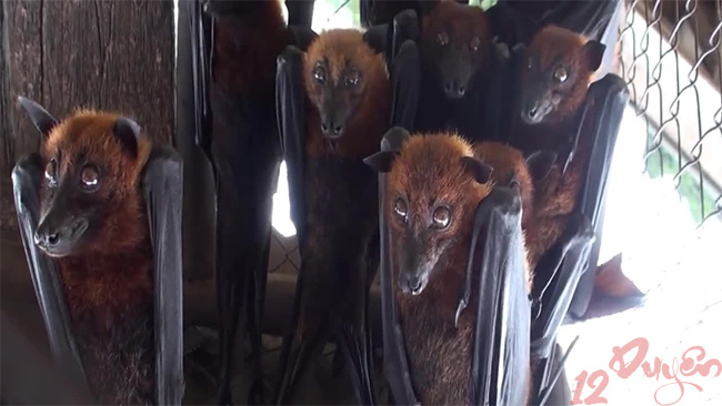 Dơi trong nghi lễ người dân tộc vùng cao 3