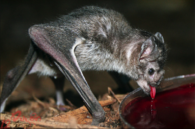 Dơi và ma cà rồng 1